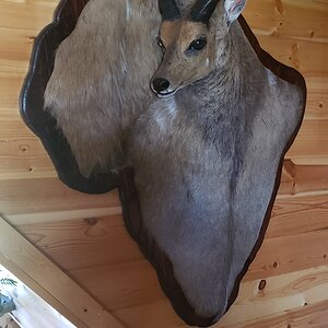 Bushbuck Mount Taxidermy