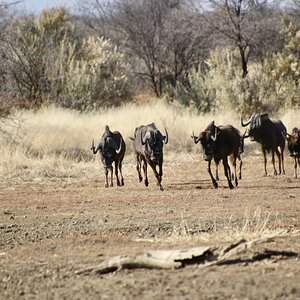 Black wildebeest