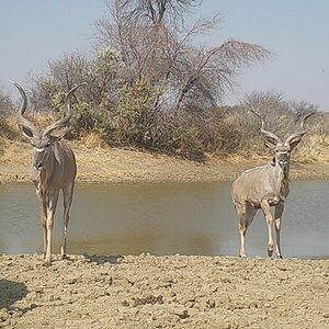 Free range young kudu bulls