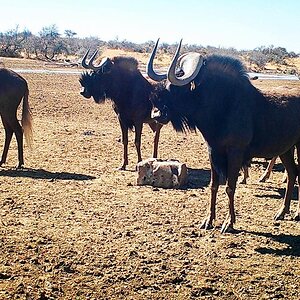 Heavy black wildebeest bull
