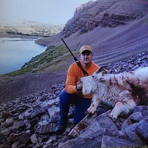 Mountain Goat Hunting USA