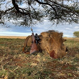 Hunt Warthog in South Africa