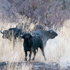Cape Buffalo Bwabwata East Caprivi Namibia