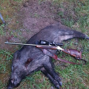 Boar Hunt Sweden