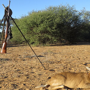 Duiker Hunt South Africa