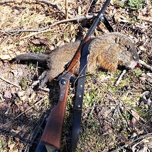 Hunt Groundhog in USA