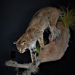 Bobcat Full Mount Taxidermy