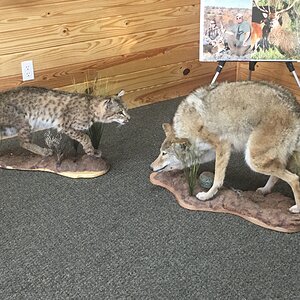 Bobcat & Coyote Full Mount Taxidermy