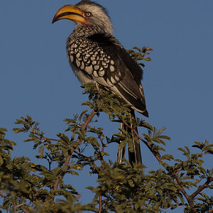 Southern Yellow-billed Hornbill South Africa