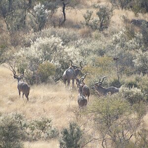 Kudu bulls