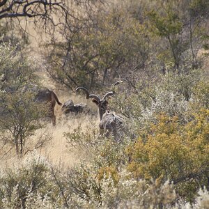 Wide set kudu bull