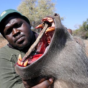 Hunting Baboon in South Africa
