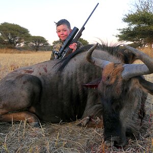 South Africa Hunting Blue Wildebeest