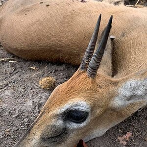 Hunting Duiker in Zambia