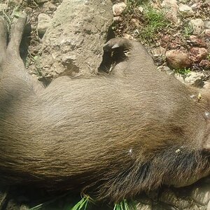 Wild Boar Hunting Bangladesh