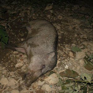 Bangladesh Hunt Wild Boar