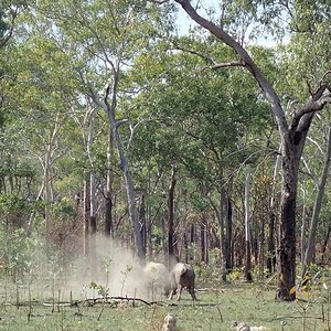 Asiatic Water Buffalo Bulls Australia