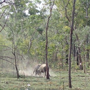 Asiatic Water Buffalo Bulls Australia