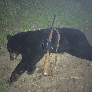 Canada Hunting Black Bear