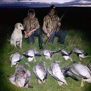 Hunt Geese in Shetland