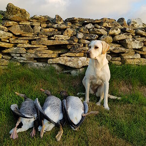 Shetland Hunting Geese