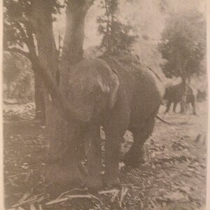 Domesticated Asiatic Elephant Bangladesh
