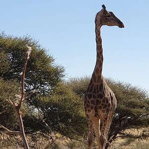 Giraffe South Africa