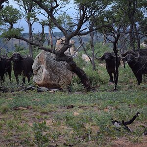 Cape Buffalo sighting South Africa