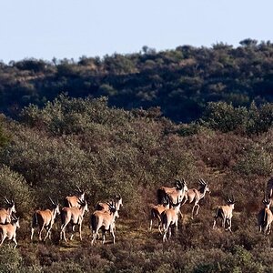 Burchell's Plain Zebra & Eland herd South Africa