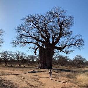 Baobab Tree South Africa