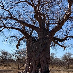 Baobab Tree South Africa