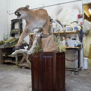 Mountain Lion Special