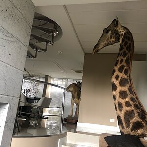 Giraffe Pedestal Mount Taxidermy