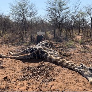 Hunt Giraffe in Namibia