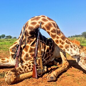 South Africa Hunting Giraffe