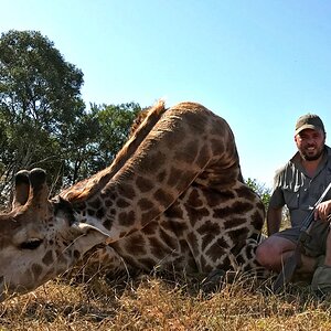 Giraffe Hunt South Africa