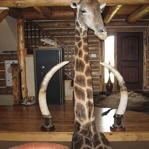 Giraffe Pedestal Mount Taxidermy