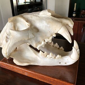 Skull of a man-eater male lion