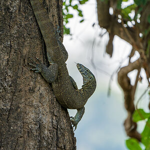 Monitor Lizard Zambia