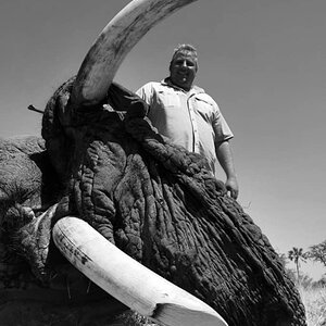 Hunt 70 Pounder Elephant in Botswana
