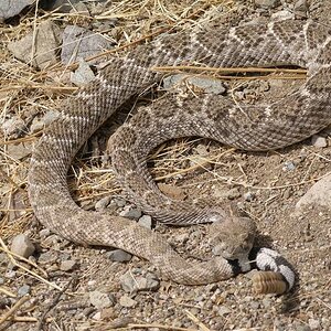 Western Diamondback Rattlesnake