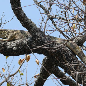 Rock Monitor KwaZulu/Natal South Africa