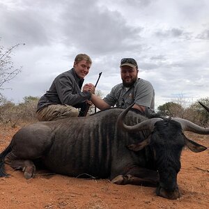 South Africa Hunt Blue Wildebeest