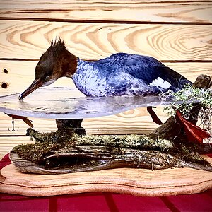 Merganser Full Mount Taxidermy