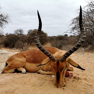 Impala Hunt South Africa