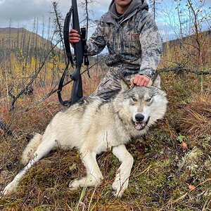 Hunt Wolf in Alaska USA
