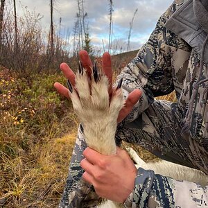 Alaska USA Hunting Wolf