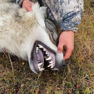 Wolf Hunt Alaska USA
