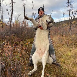 Hunting Wolf in Alaska USA