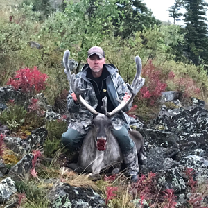 Hunt Caribou in Alaska USA